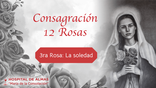 Rosa 3