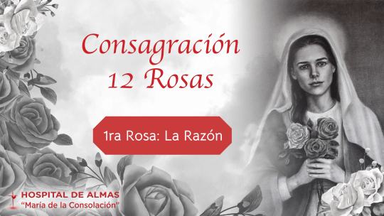 Rosa 1