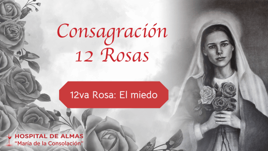 12 Rosas