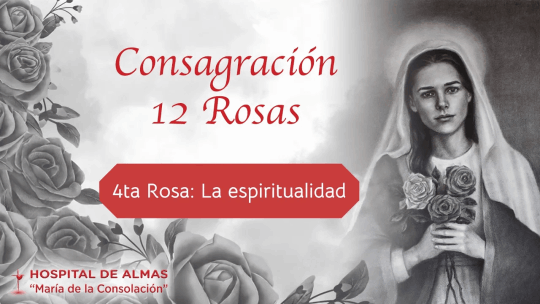 Rosa 4